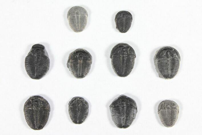 Lot: / Elrathia Trilobites - Pieces #91935